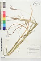 臭根子草藏品圖，第1張