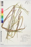 羅氏草藏品圖，第1張