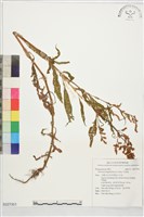 早苗蓼藏品圖，第1張