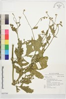 白芥藏品圖，第1張