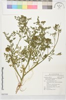 台灣芎窮藏品圖，第1張