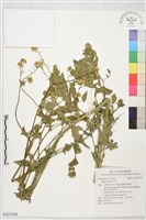 白芥藏品圖，第1張