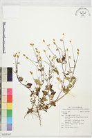 登錄號:S227307藏品圖，第1張