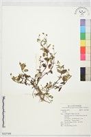 登錄號:S227308藏品圖，第1張