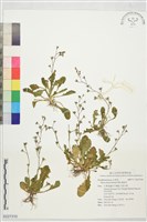 佛氏通泉草藏品圖，第1張