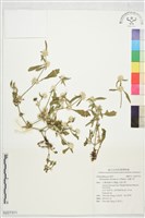 毛蓮子草藏品圖，第1張