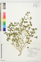 登錄號:S227312藏品圖，第1張