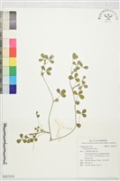 登錄號:S227313藏品圖，第1張