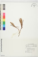 線柱蘭、細葉線柱蘭藏品圖，第1張