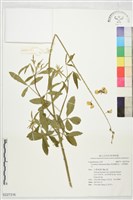 南美豬屎豆，光萼豬屎豆藏品圖，第1張