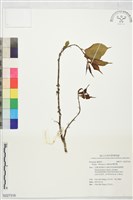 櫻李梅藏品圖，第1張