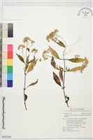 澤假藿香薊藏品圖，第1張