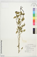 澳洲補骨脂藏品圖，第1張