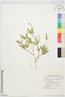 登錄號:S227323藏品圖，第1張