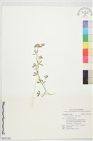 兔足三葉草藏品圖，第1張