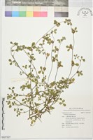 登錄號:S227327藏品圖，第1張