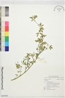 登錄號:S227329藏品圖，第1張