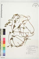 擬紅花野牽牛藏品圖，第1張