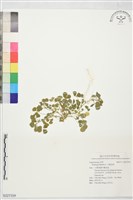 天藍苜蓿藏品圖，第1張