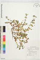 藍花琉璃繁縷藏品圖，第1張