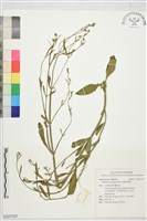 狹葉馬鞭草藏品圖，第1張