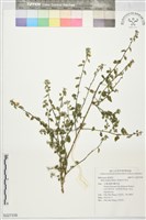 恆春金午時花藏品圖，第1張