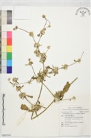 毛蓮子草藏品圖，第1張