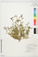 臭濱芥、臭薺藏品圖，第1張