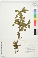 祕魯水丁香藏品圖，第1張