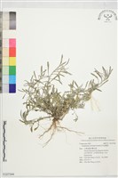 直莖鼠麴草藏品圖，第1張