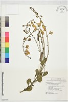 紫花野百合藏品圖，第1張