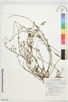 假小喙菊藏品圖，第1張