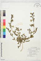 假海馬齒藏品圖，第1張