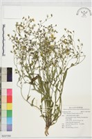 兔仔菜藏品圖，第1張