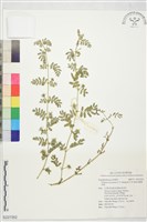 臺灣蒺藜藏品圖，第1張