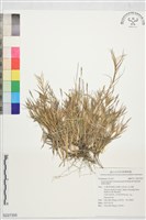 細葉結縷草藏品圖，第1張