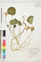 金蓮花藏品圖，第1張