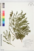 銀合歡藏品圖，第1張