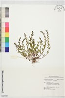 毛蟲婆婆納藏品圖，第1張