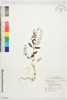 水苦賈藏品圖，第1張