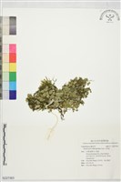 天胡荽藏品圖，第1張