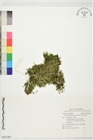 毛天胡荽藏品圖，第1張