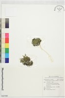 日本水馬齒藏品圖，第1張