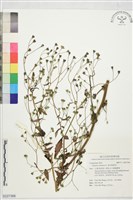 歐洲稻槎菜藏品圖，第1張