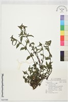 鱧腸藏品圖，第1張