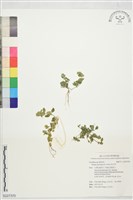 孩兒草藏品圖，第1張