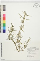 節節花藏品圖，第1張