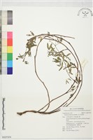 毛水含羞草藏品圖，第1張