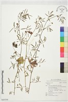 登錄號:S227376藏品圖，第1張