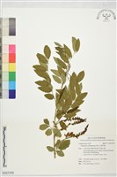 尖葉木藍藏品圖，第1張